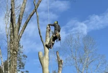rapid-tree-care-solutions:-why-expert-tree-services-matter