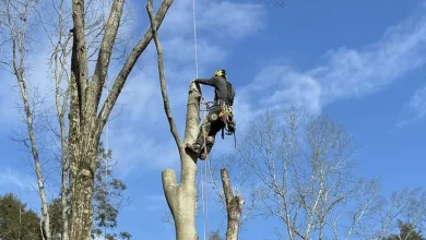 rapid-tree-care-solutions:-why-expert-tree-services-matter
