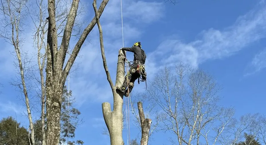 rapid-tree-care-solutions:-why-expert-tree-services-matter